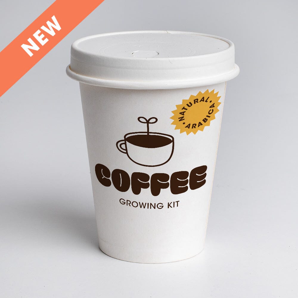 Kit de plantation Café - Resetea Boutique Resetea