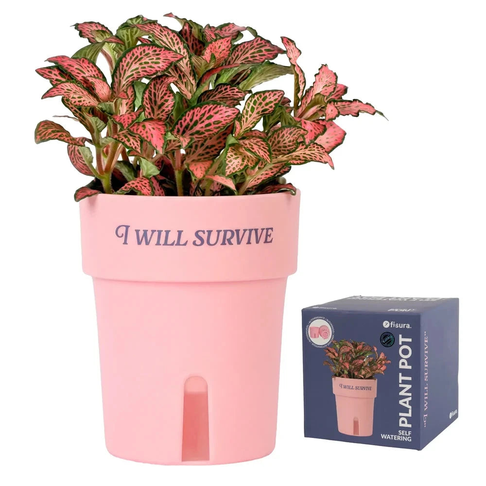 Pot auto-arrosant « I Will Survive » : Idée cadeau originale Boutique Boutique Missa Arles 