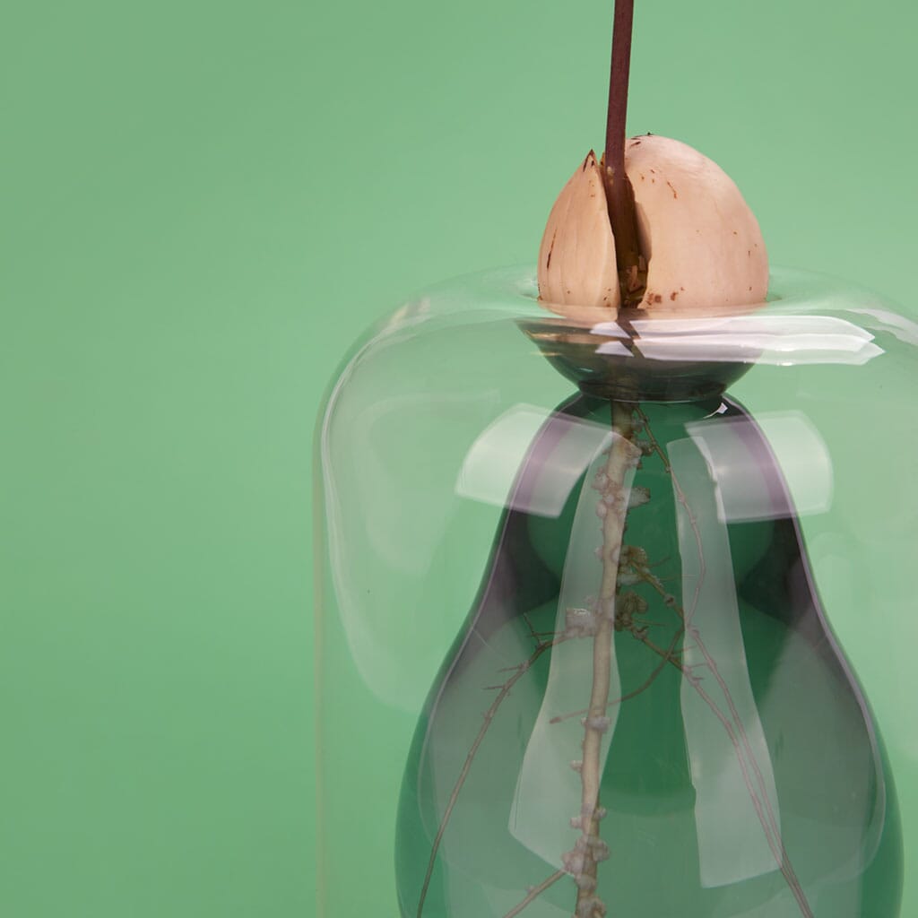 Vase pour germination Boutique Balvi 