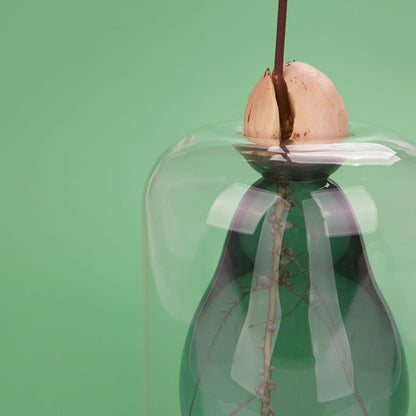 Vase pour germination Boutique Balvi 