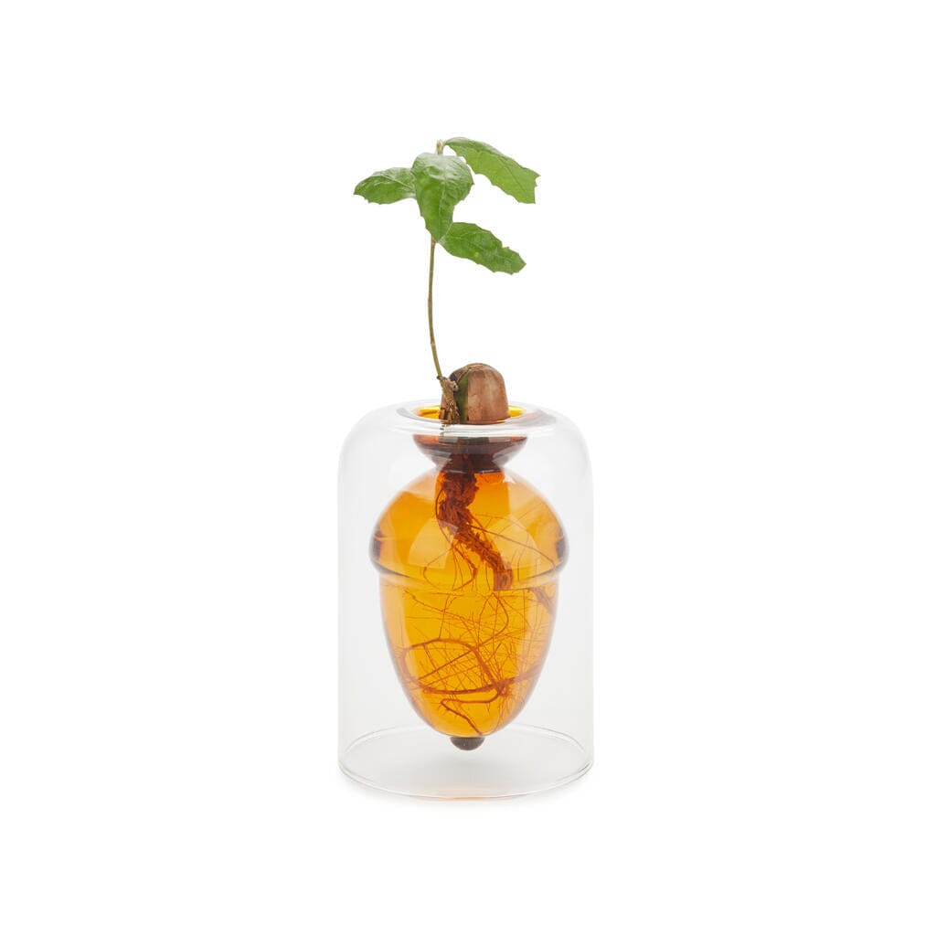 Vase pour germination Boutique Balvi Marron 